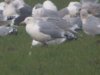 Caspian Gull at Barling Marsh (Steve Arlow) (42807 bytes) Caspian Gull at Barling Marsh (Steve Arlow) (42807 bytes)